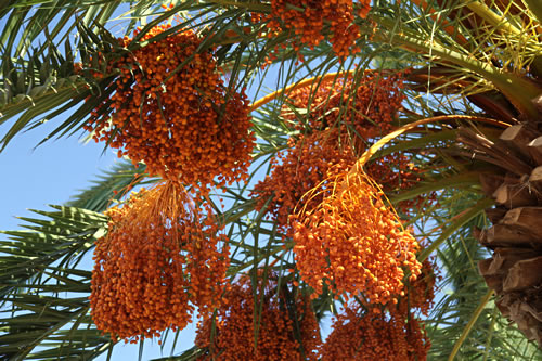 Palm trees near the Sea of Galilee