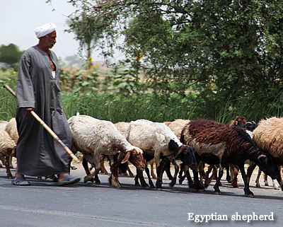 Egyptian Shepherd