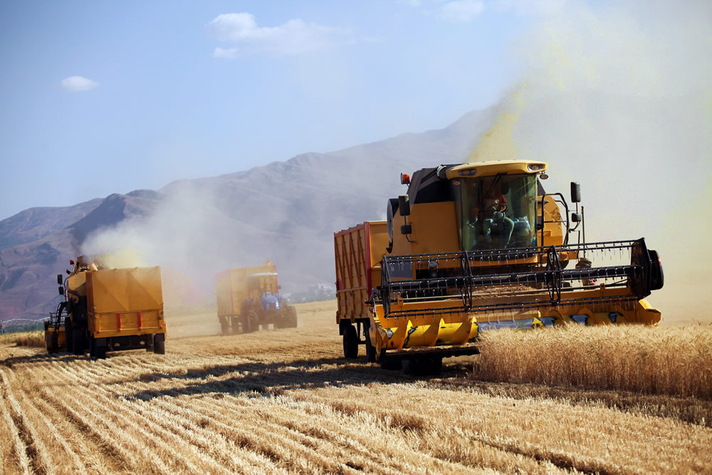 Harvesting wheat
