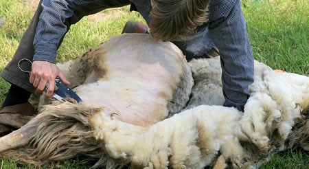 Shearing Sheep: Fleecing the flock