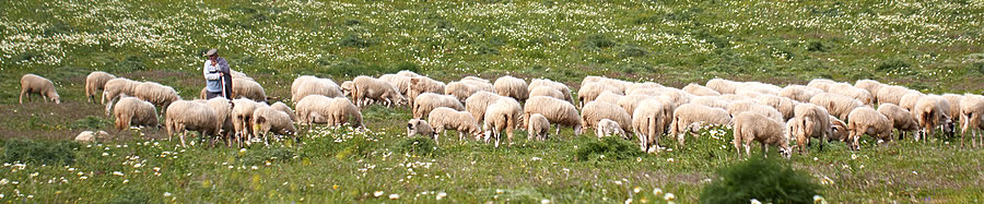 Shepherd with his flock